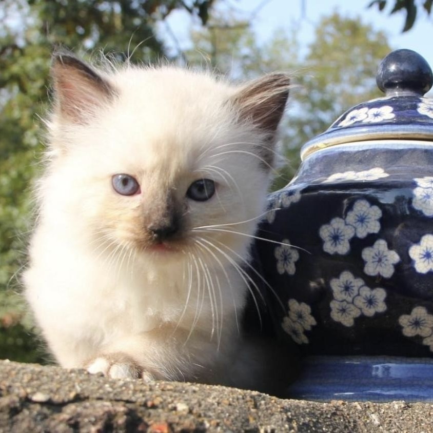 Cute Ragdoll Kitten